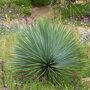 Snavelvormige Yucca